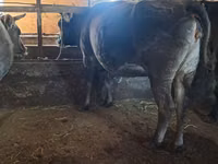 Toro, Ganado vacuno — foto 3
