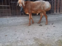 Wad, Saryarka sheep — sawirka 1