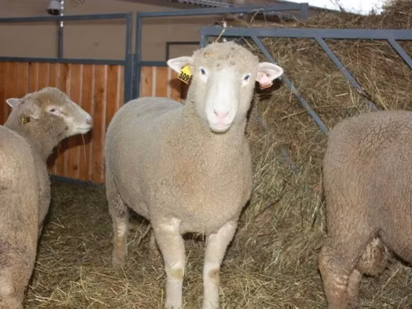 Wad, Dorset horn sheep