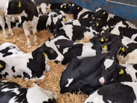 Ng'ombe dume, Simmental cattle — picha 5