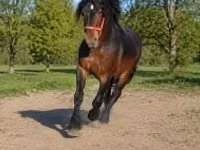 公马, Hungarian horse breed — 照片 3