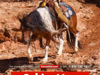 Hengst, Pinto horses — Foto 1