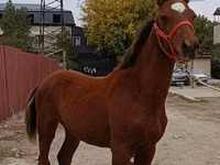 घोड़ा, Budyonny horse — फ़ोटो 2