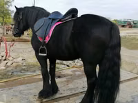 Faras, Fell pony — sawirka 6