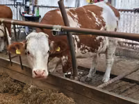公牛, Simmental cattle — 照片 4