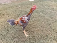 Chickens — Foto 5