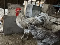 Australorp — picha 3