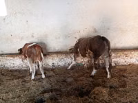 Toro, Simmental cattle — foto 4