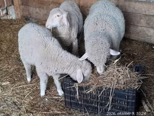 Wad, Sheep