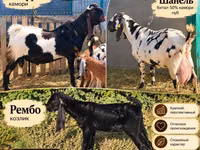 母山羊, Gembrong goats — 照片 1