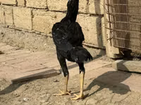 Chickens — फ़ोटो 1