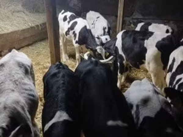 ثور, Russian Black pied cattle