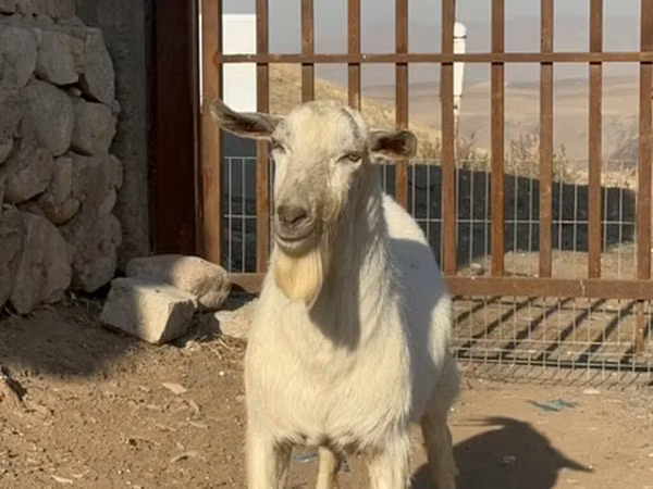 Billy Goat, Saanen goat