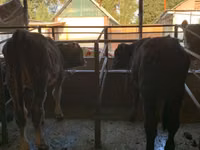 Bull, Alatau breed — photo 2