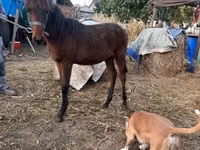 Horse (M), Horses — photo 3
