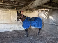 Horse (M), Thoroughbred horse — photo 1