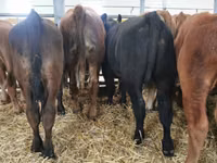 Ng'ombe dume, Ng'ombe wa Limousin — picha 8