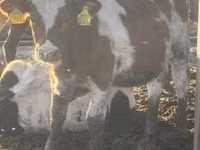 Vaca, French Simmental cattle — foto 3