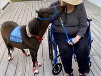 Faras, Miniature horse — sawirka 1