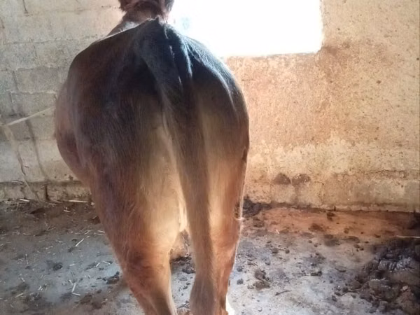 Cow, Red Estonian cattle