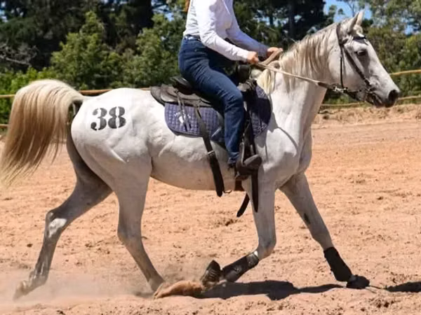Horse (M), Arabian horse — South Africa