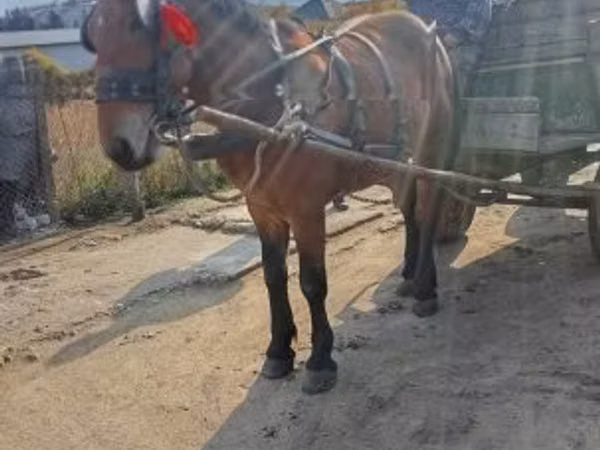 Horse (M), Horses