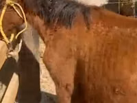 Mare, Kazakh horse — photo 1