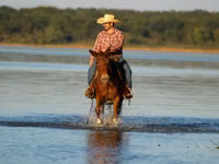 Faras, Mule — sawirka 8