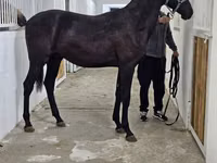 Horse (M), Akhal-Teke — photo 8