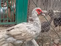 Ducks — foto 2