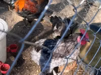 Marans — picha 1