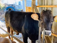 Bull, Aberdeen-Angus — photo 2