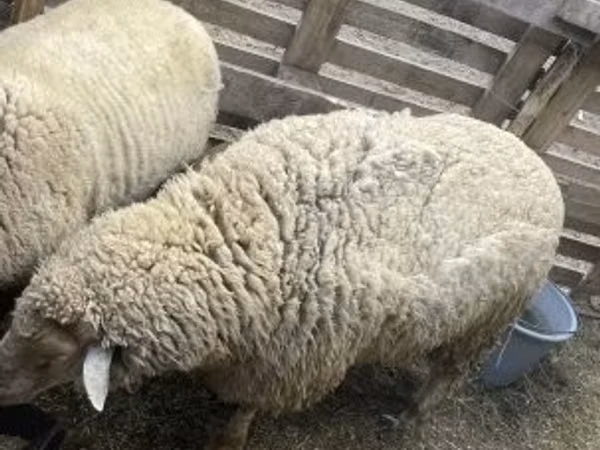 كبش, Merino sheep