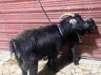 Cabra, Cabras — foto 2