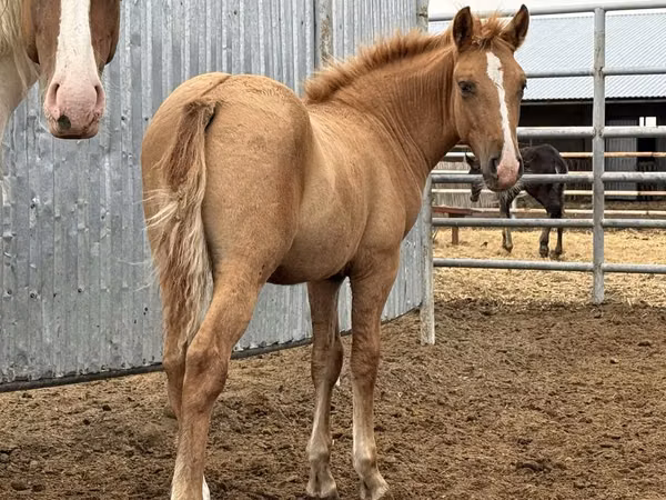 Farasi dume, Mugalzhar horse