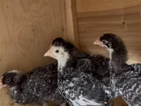Chickens — 照片 2