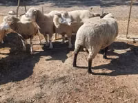 公羊, Ile-de-France sheep — 照片 3