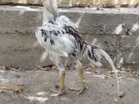 Chickens — फ़ोटो 3