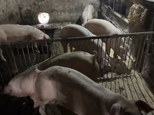 公猪, Pigs