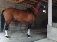 घोड़ा, Kyrgyz Horse — फ़ोटो 2