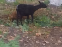 母山羊, Goats — 照片 2