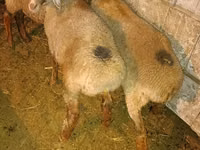 Sheep, Sheep — photo 2