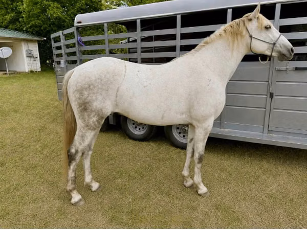 حصان, Missouri foxtrotter