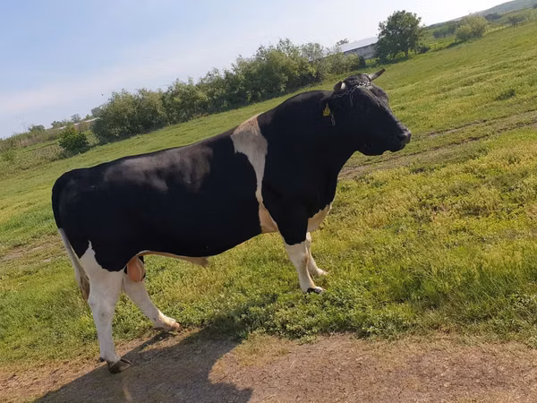 Bull, Holstein breed
