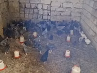 Chickens — الصورة 4
