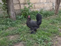 Chickens — photo 6