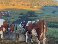 公牛, Cattle — 照片 2