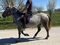 母马, Horses — 照片 4