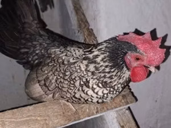 Chickens