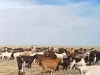 Goat, Goats — photo 2